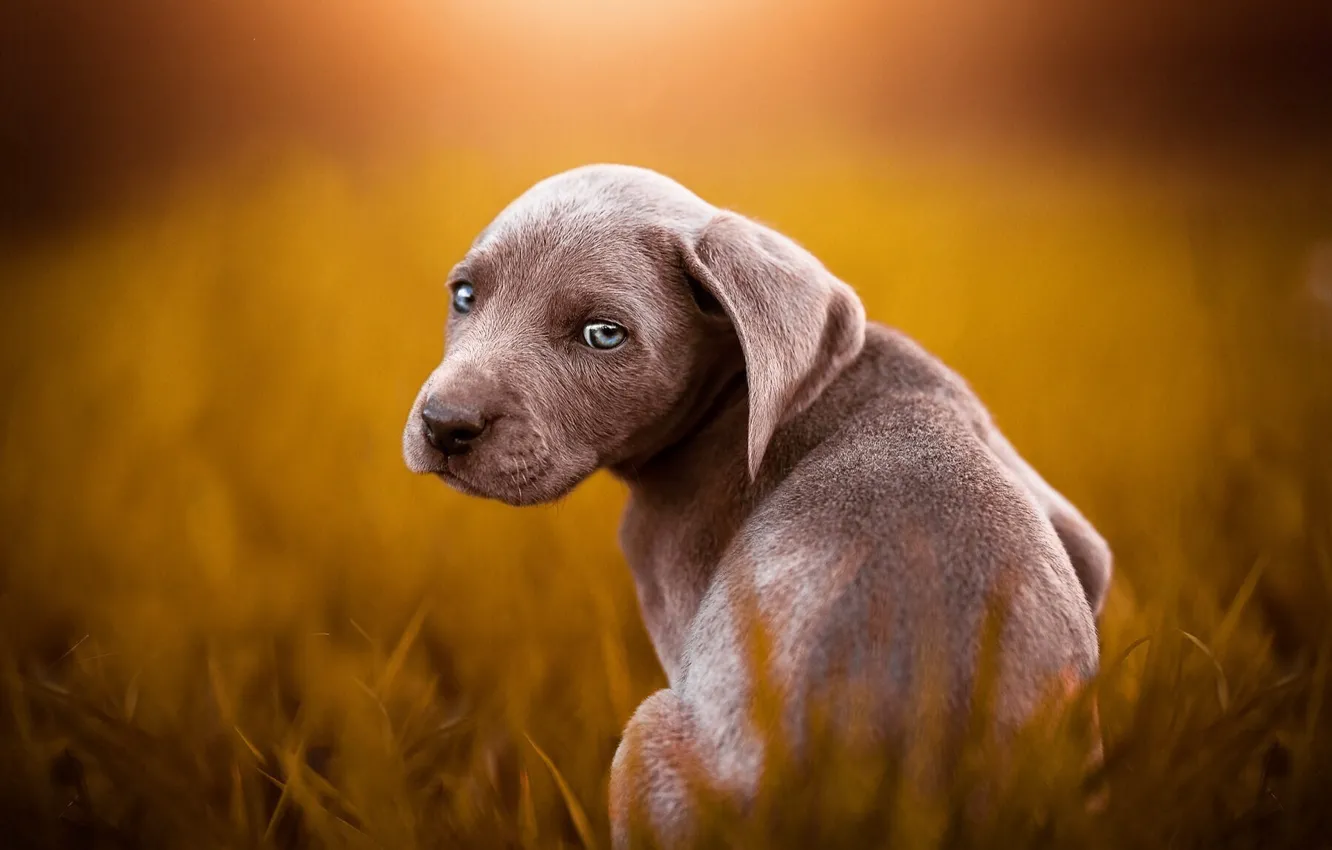 Photo wallpaper grass, look, light, grey, glade, dog, puppy, face