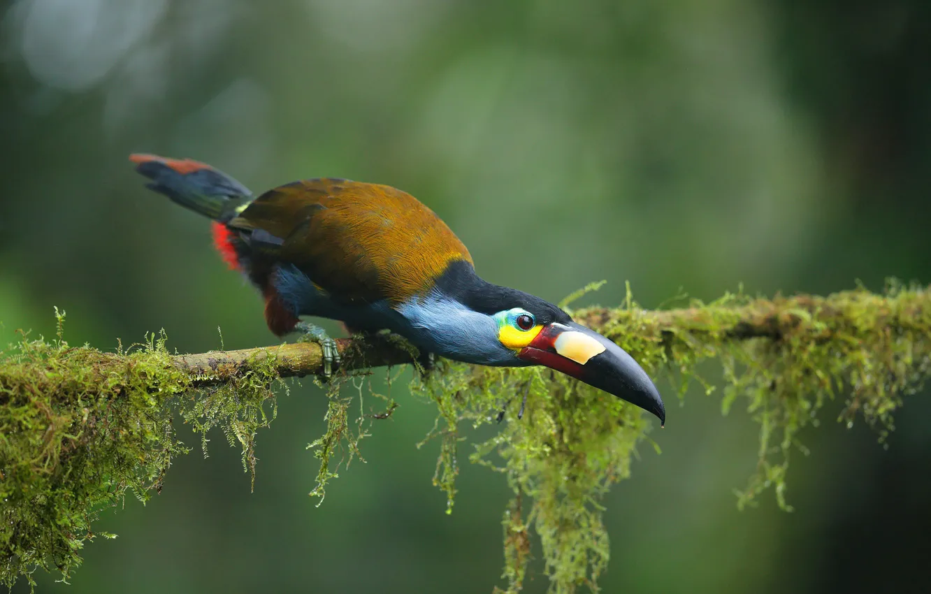 Photo wallpaper branches, pose, bird, Toucan, green background, bright plumage