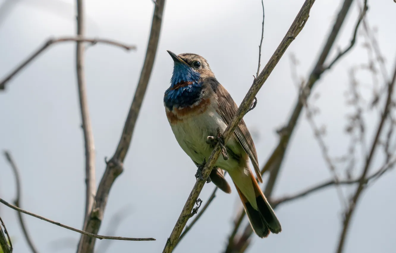 Photo wallpaper bird, Russia, Bluethroat, Swiss nightingale, theuniversemeyes