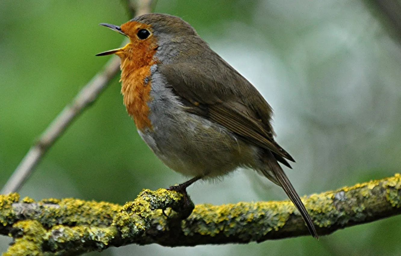 Photo wallpaper branches, bird, beak, tail, Robin