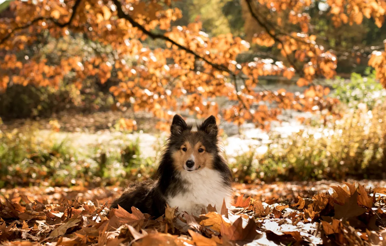 Photo wallpaper autumn, branches, nature, animal, foliage, dog, dog, sheltie