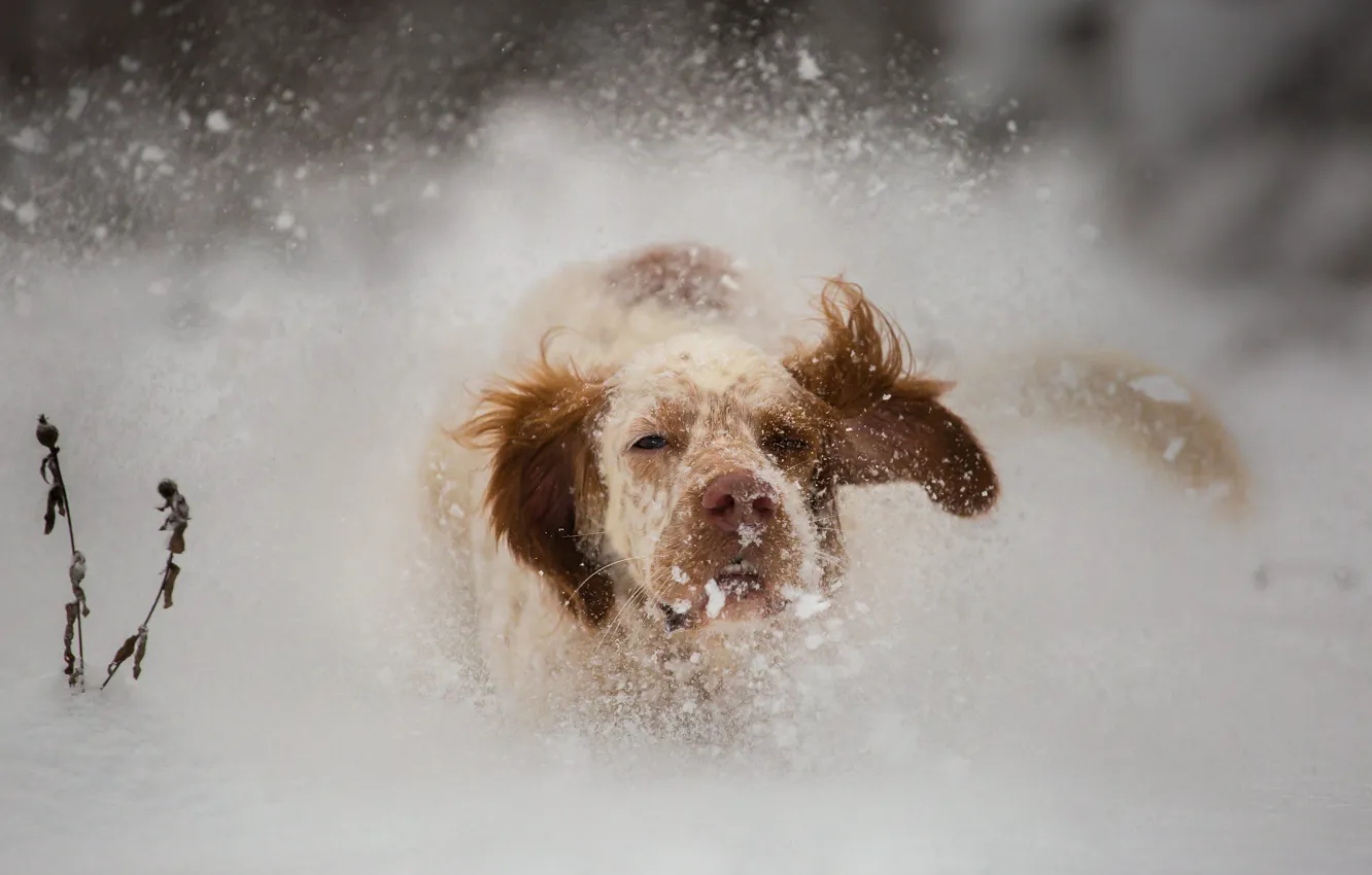 Photo wallpaper winter, look, face, snow, nature, dog, nose, running