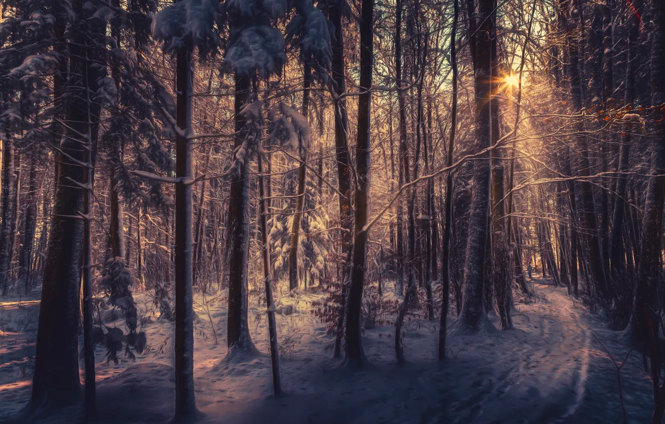 Photo wallpaper snow, treatment, sunlight, winter forest