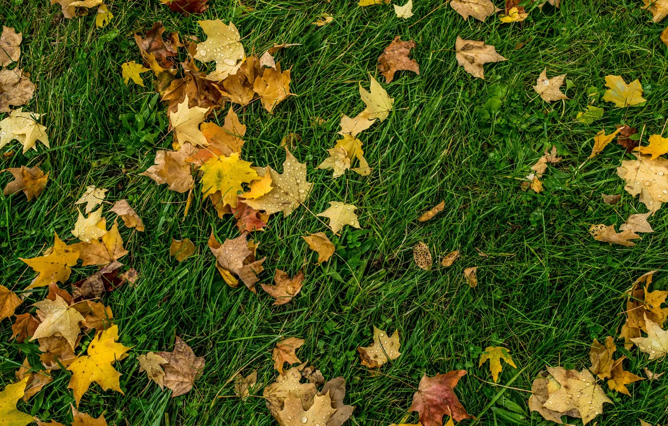 Photo wallpaper autumn, grass, drops, foliage, grass, Autumn, leaves, drops