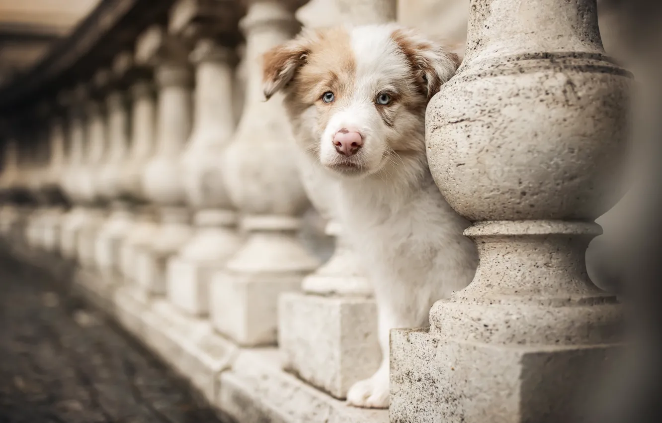 Photo wallpaper look, dog, puppy, face, Australian shepherd, Aussie