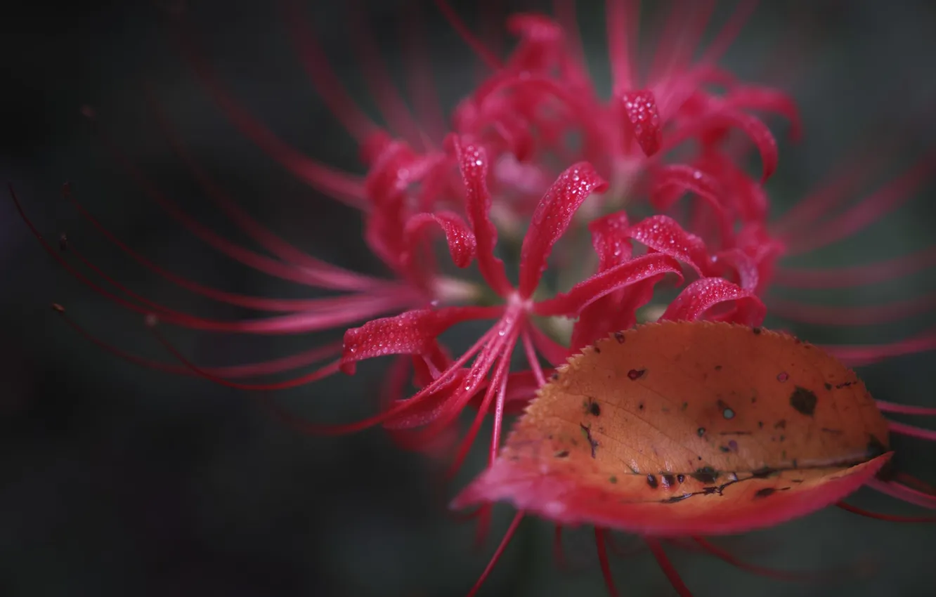 Photo wallpaper leaves, flowers, petals, exotic