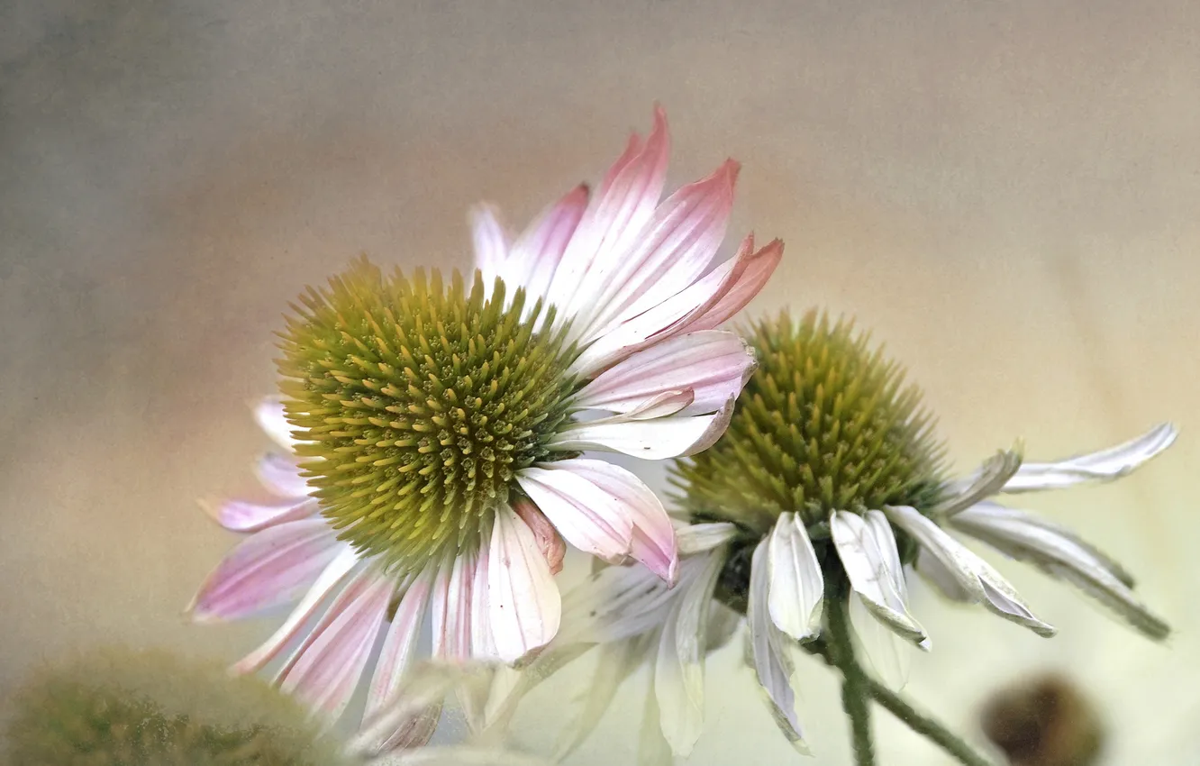 Photo wallpaper flowers, background, petals, belorusova