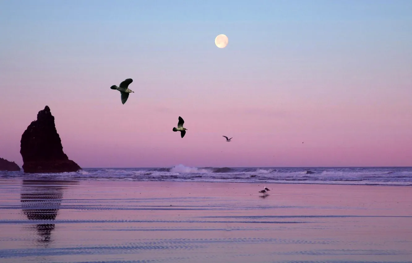 Photo wallpaper sea, the sky, rocks, bird, the moon