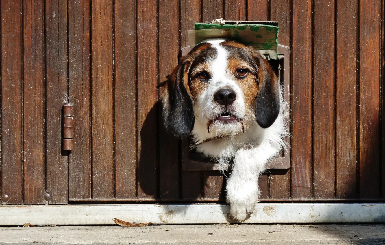 Photo wallpaper home, dog, the guardian