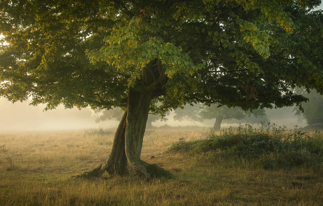 Photo wallpaper trees, glade, crown
