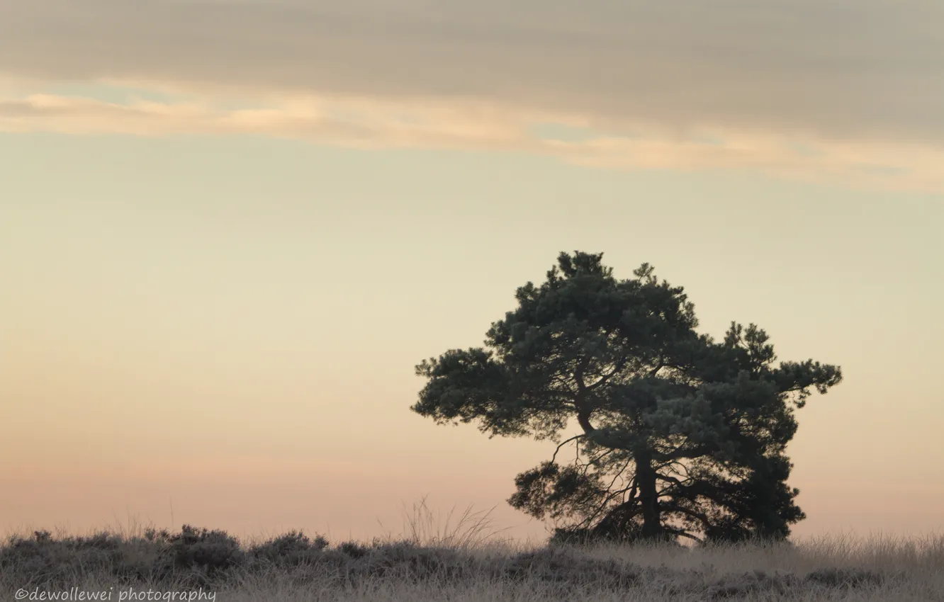 Photo wallpaper grass, trees, dawn, Dewollewei