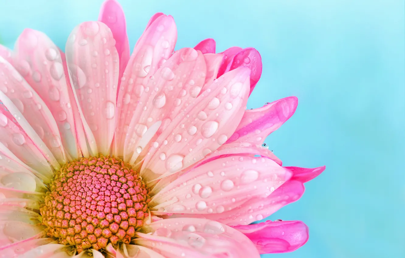 Photo wallpaper drops, pink, tenderness, petals, pink, flowers, drops, blue background