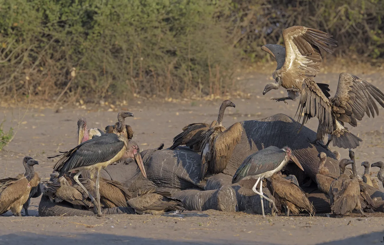 Photo wallpaper nature, background, bird, Grif, wildlife, scavengers, DUELL ©, a dead elephant