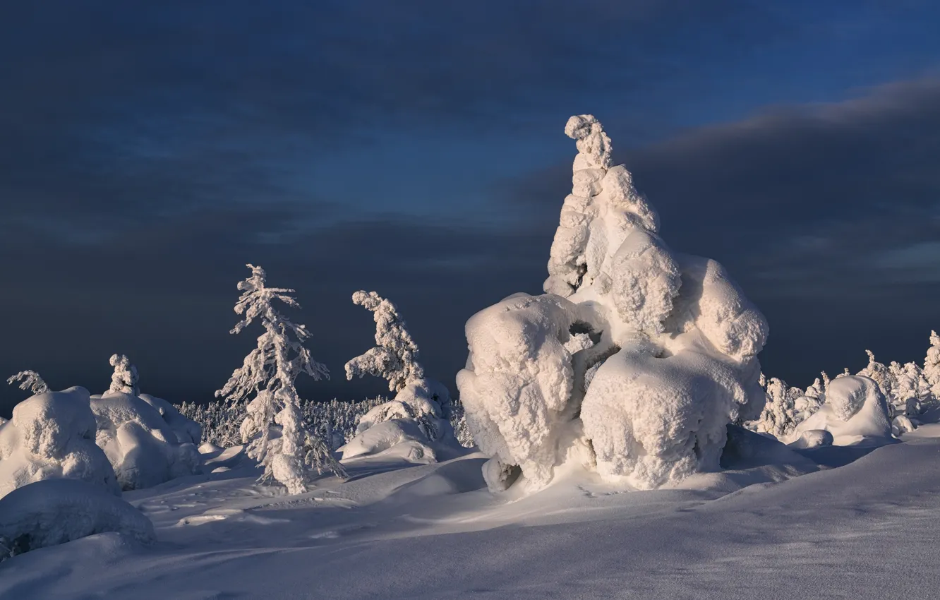 Photo wallpaper winter, snow, trees, landscape, nature, ate, The Kola Peninsula, Kandalaksha