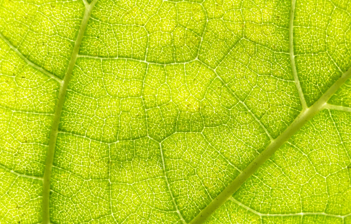 Photo wallpaper green, macro, leaf