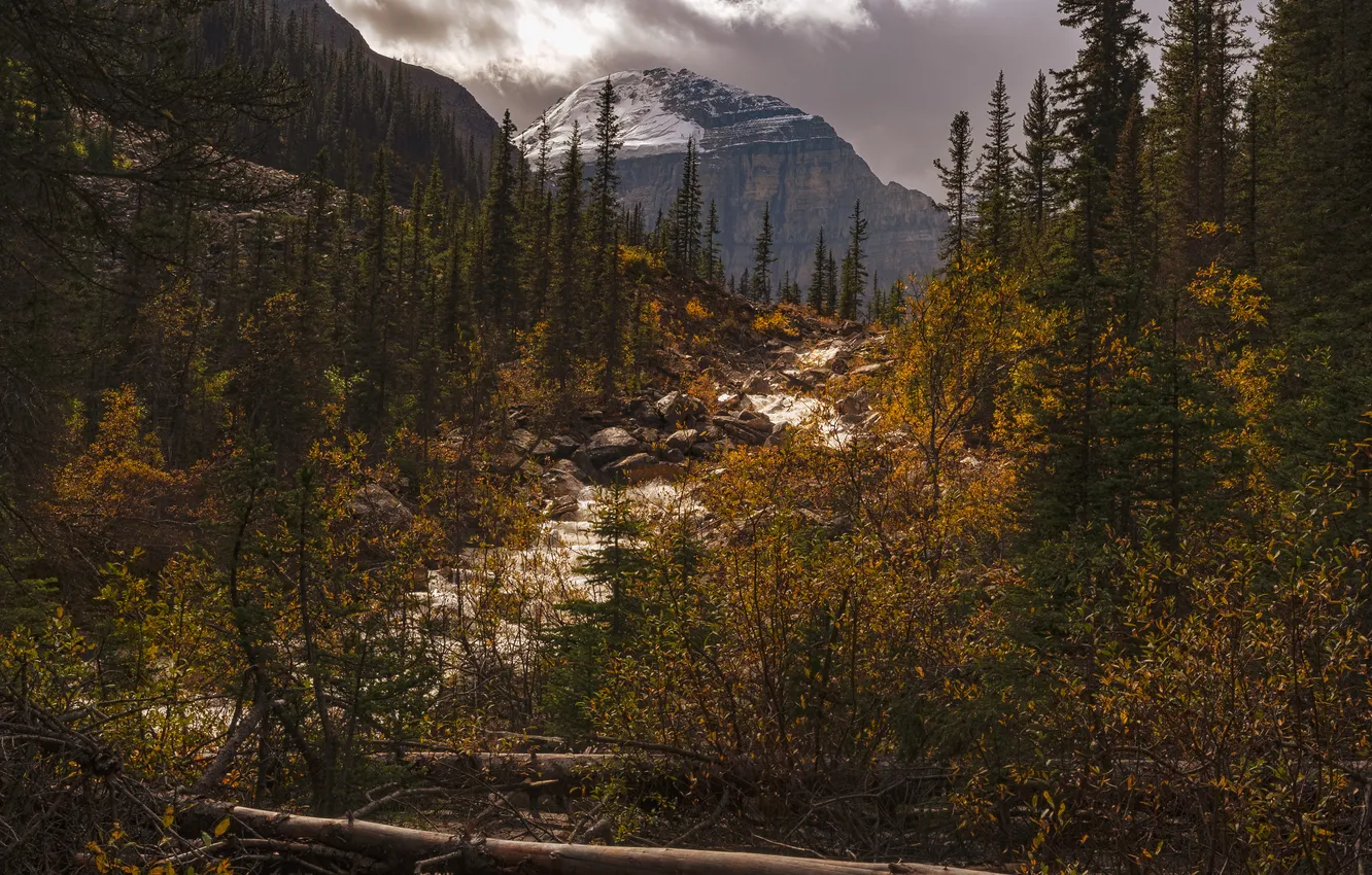 Photo wallpaper forest, mountains, river, Banff