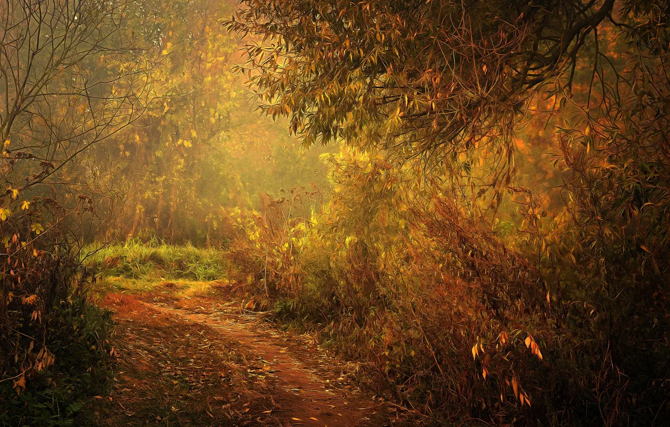 Photo wallpaper forest, path, digital painting