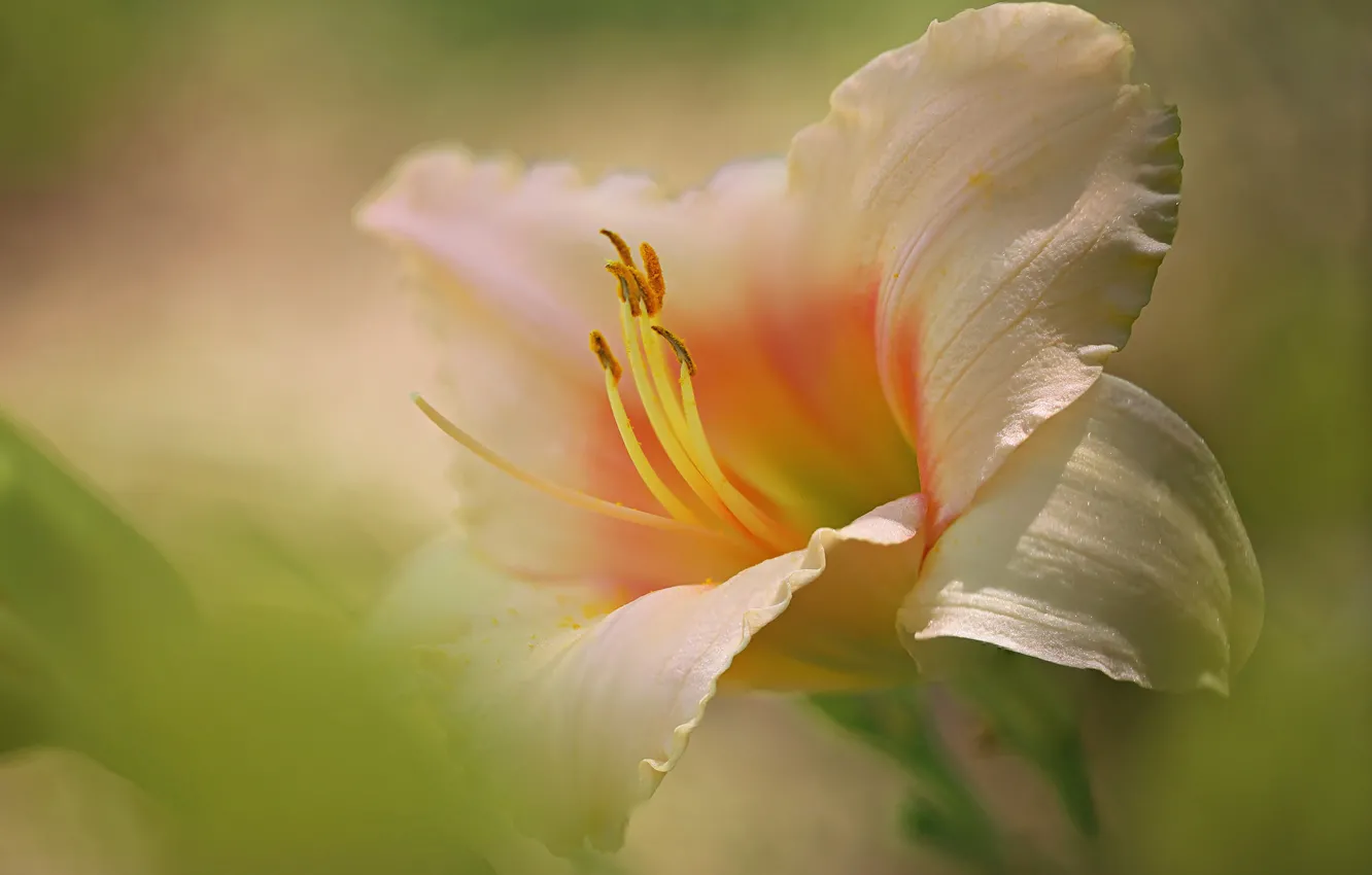 Photo wallpaper macro, petals, stamens, daylilies