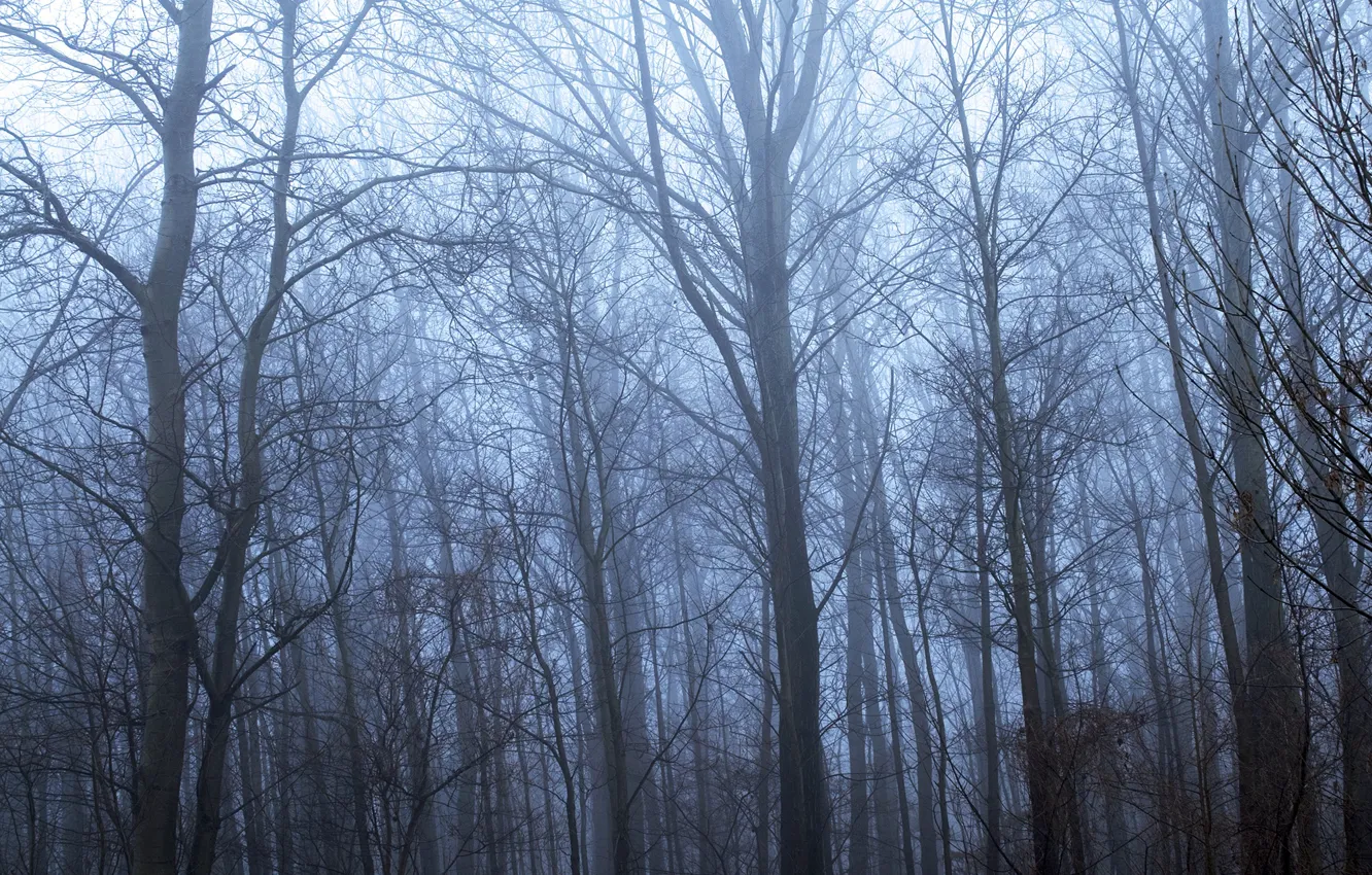 Photo wallpaper autumn, forest, trees, nature, fog, Marc Slingerland