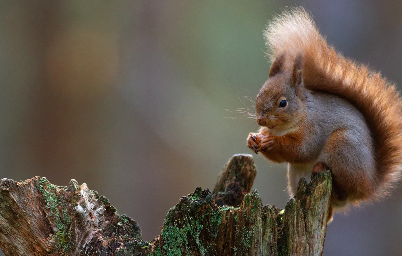 Photo wallpaper trees, animal, stump, protein, squirrel, rodent, Wallpaper from lolita777