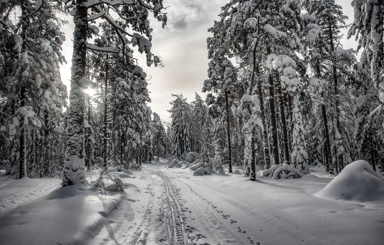 Photo wallpaper forest, trees, snow, Paths