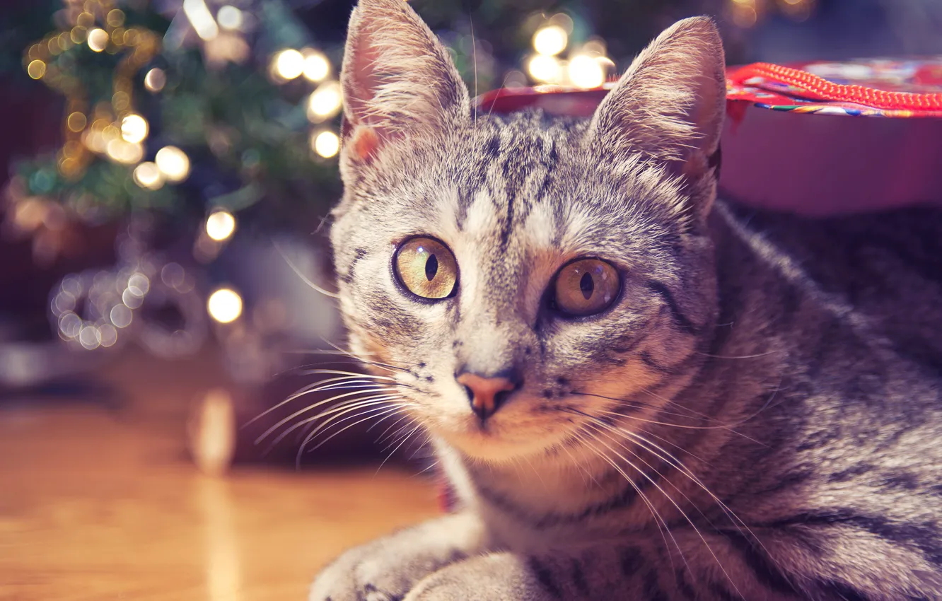 Photo wallpaper cat, look, floor, striped