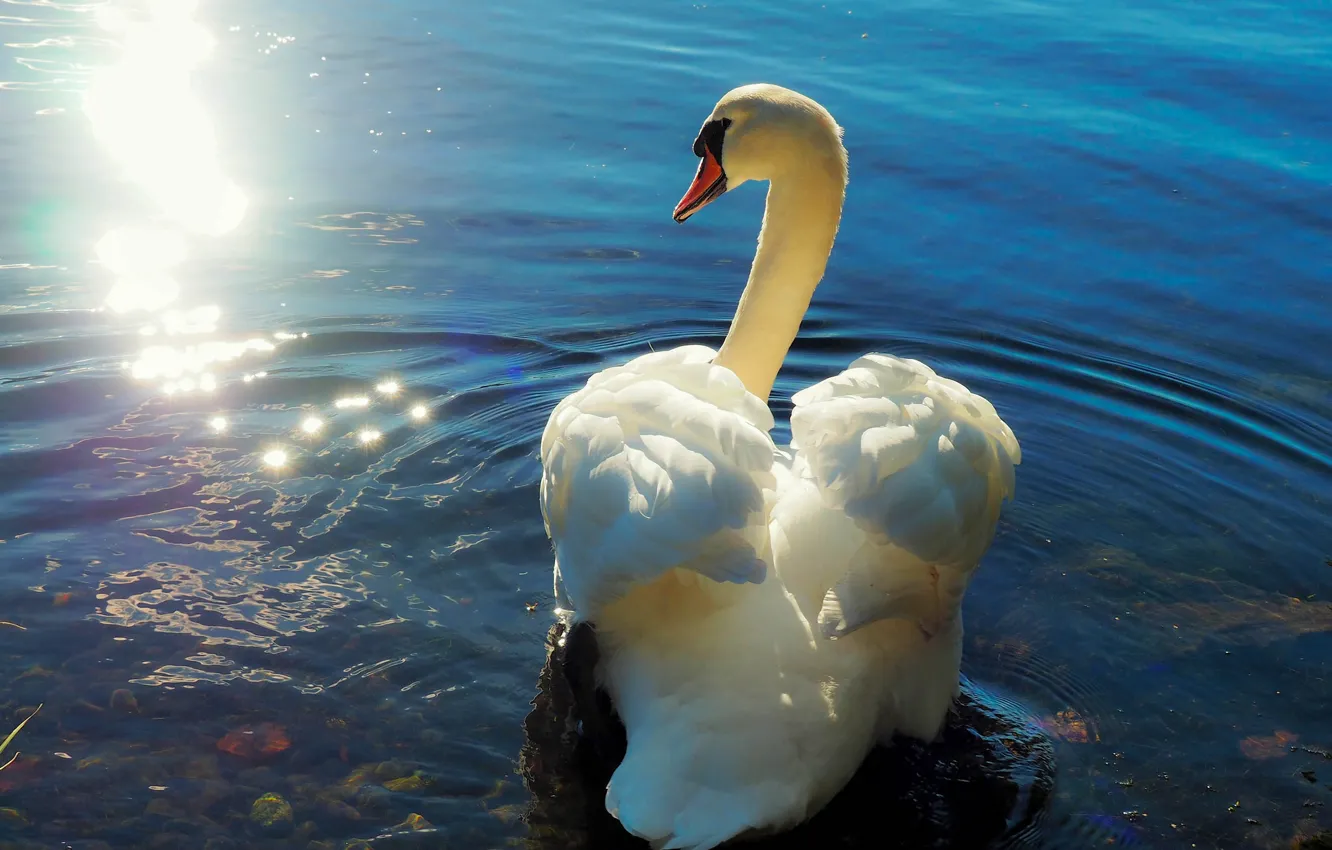 Photo wallpaper nature, bird, Swan