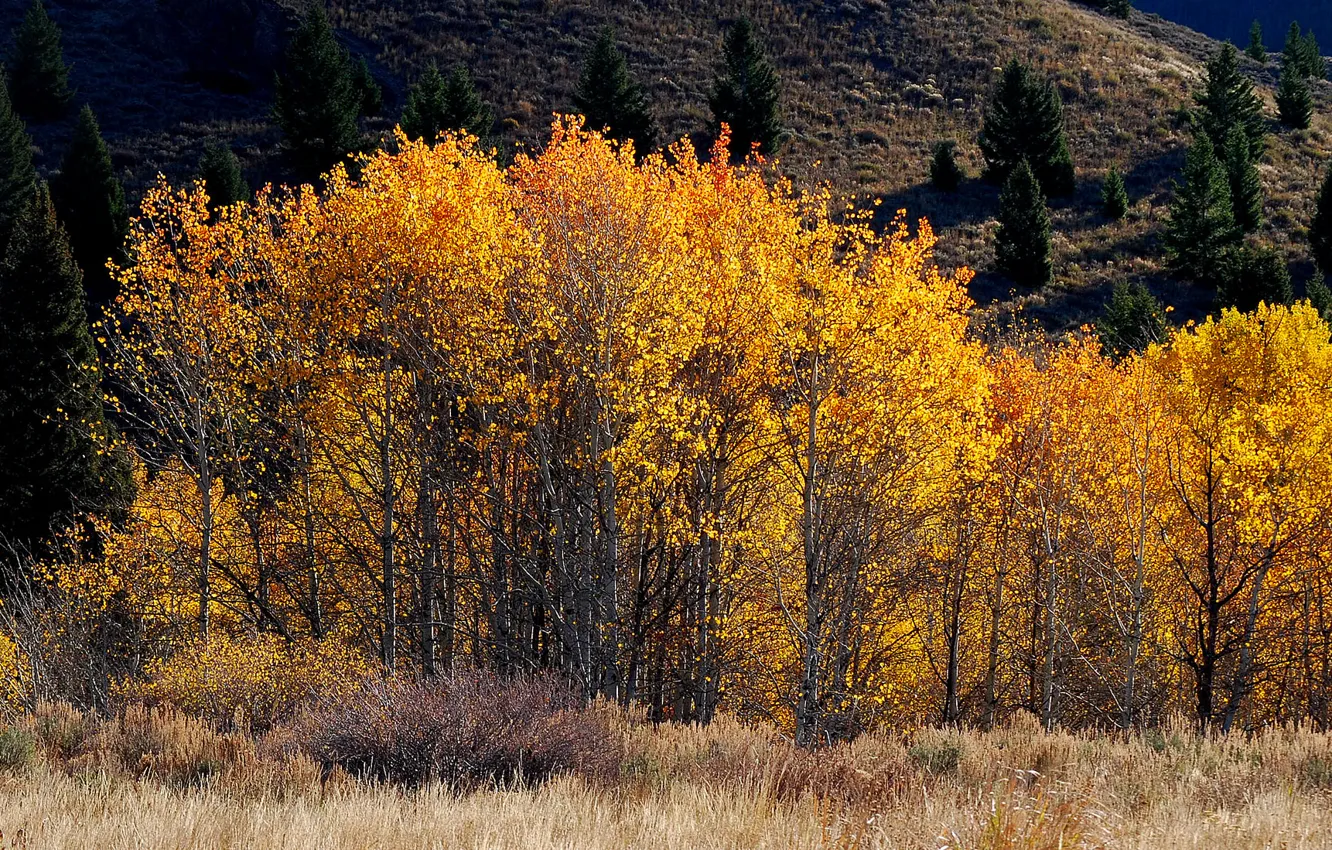 Photo wallpaper autumn, trees, mountains, slope
