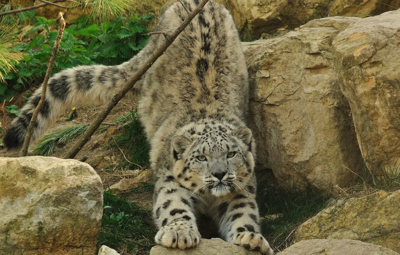 Photo wallpaper cat, stones, IRBIS, snow leopard