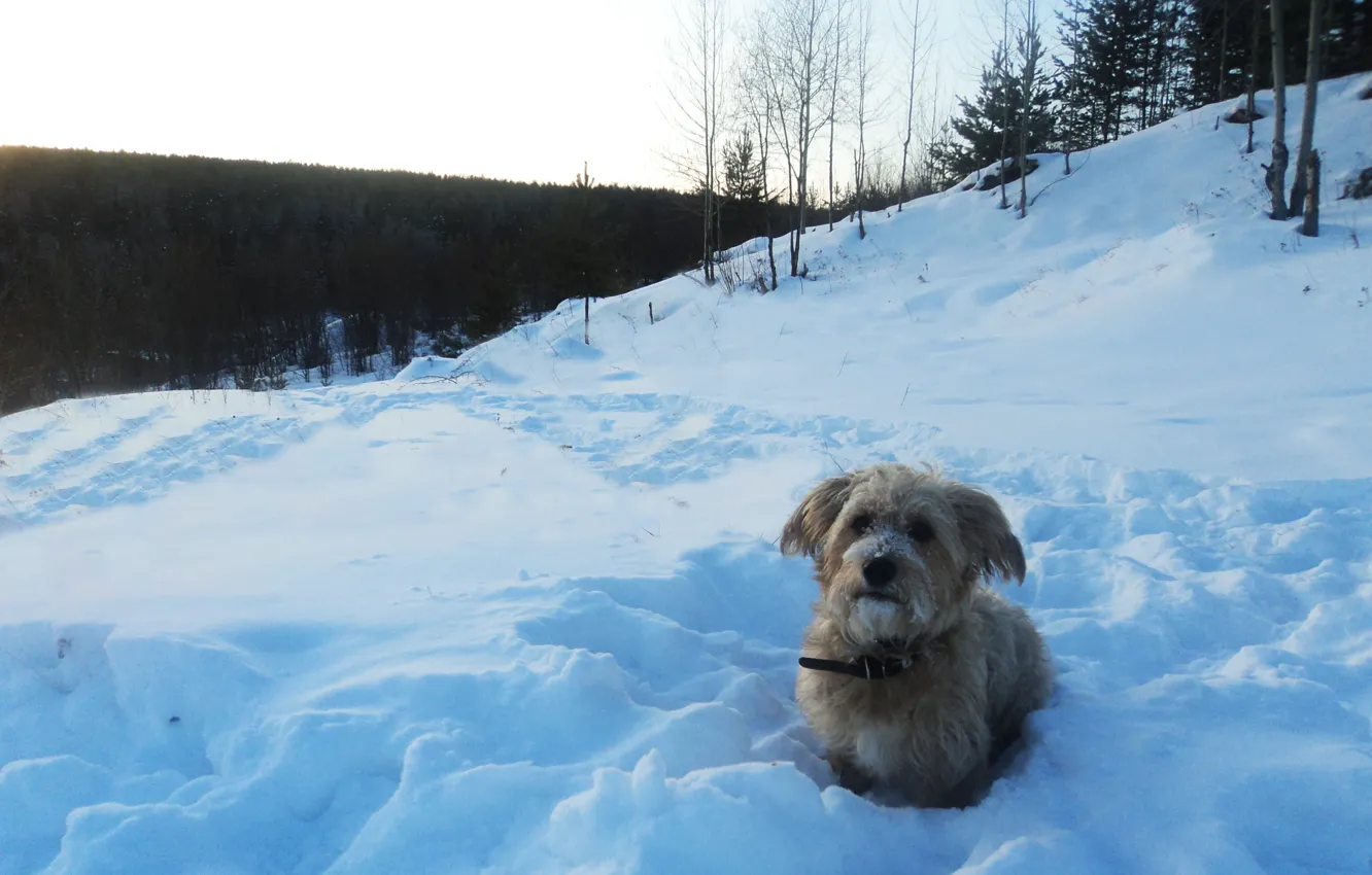 Photo wallpaper winter, snow, Dog