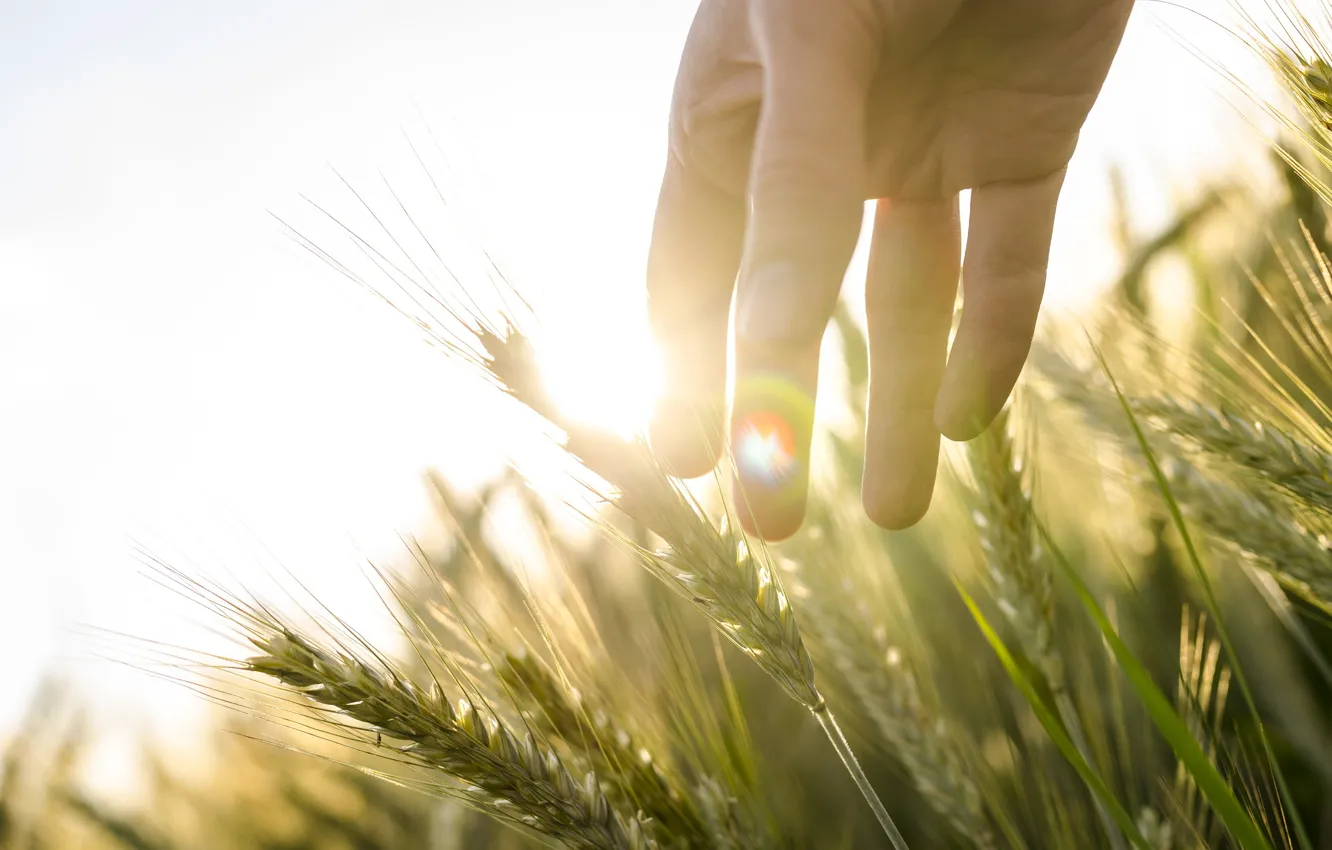 Photo wallpaper wheat, field, the sun, light, rye, hand, ears