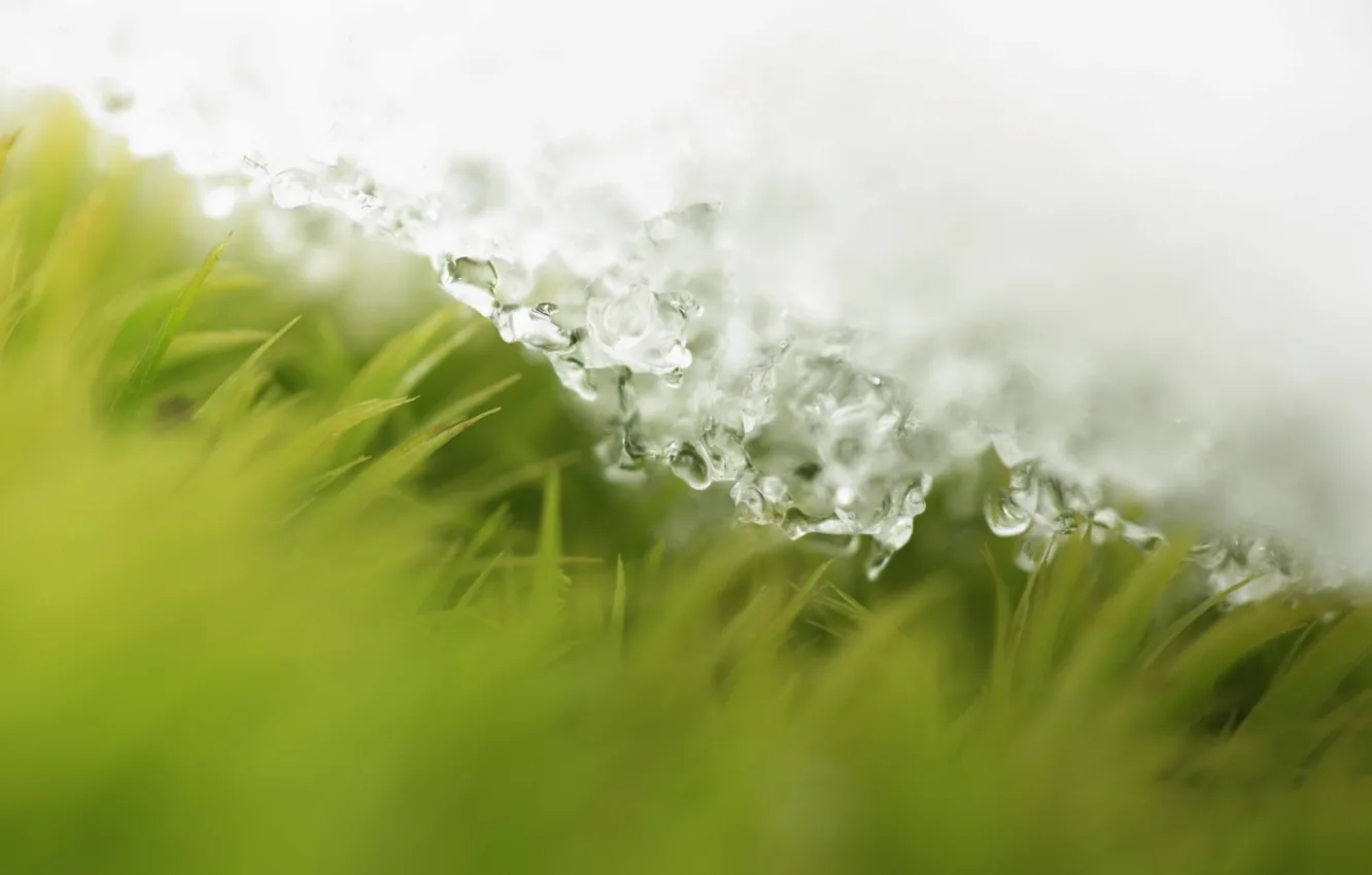 Photo wallpaper drops, snow, spring, weed