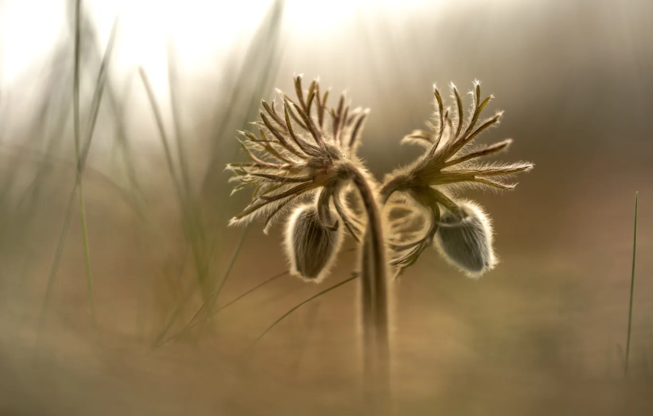 Photo wallpaper flowers, nature, background, sleep-grass, cross