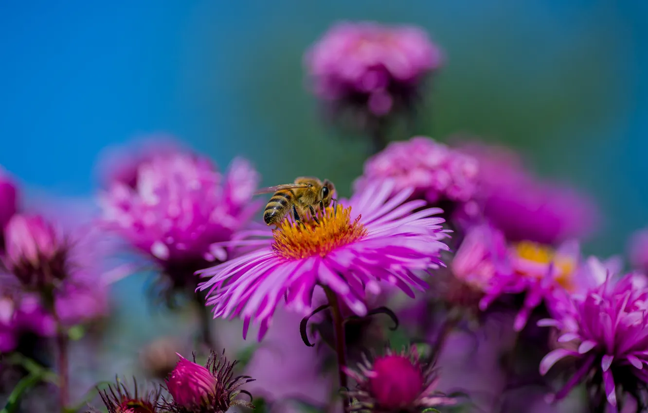 Photo wallpaper autumn, flowers, nature, bee