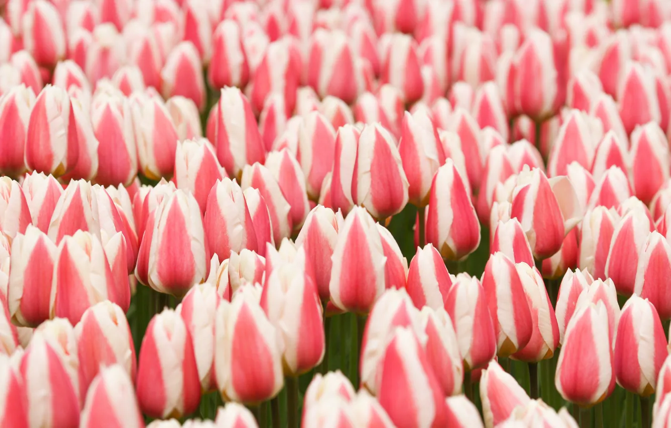 Photo wallpaper flowers, spring, tulips, pink, buds, striped, plantation, two-tone