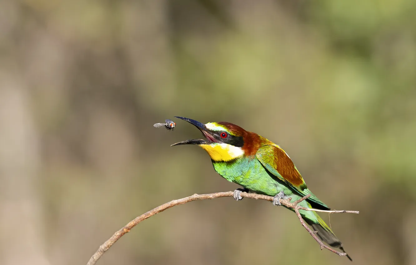 Photo wallpaper branches, bird, bokeh, mining, European bee-eater, Valery Chernyak, paymala, the flies