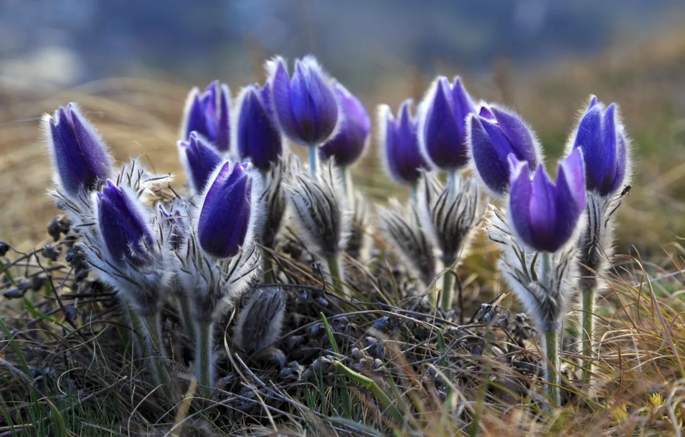 Photo wallpaper spring, sleep-grass, anemone