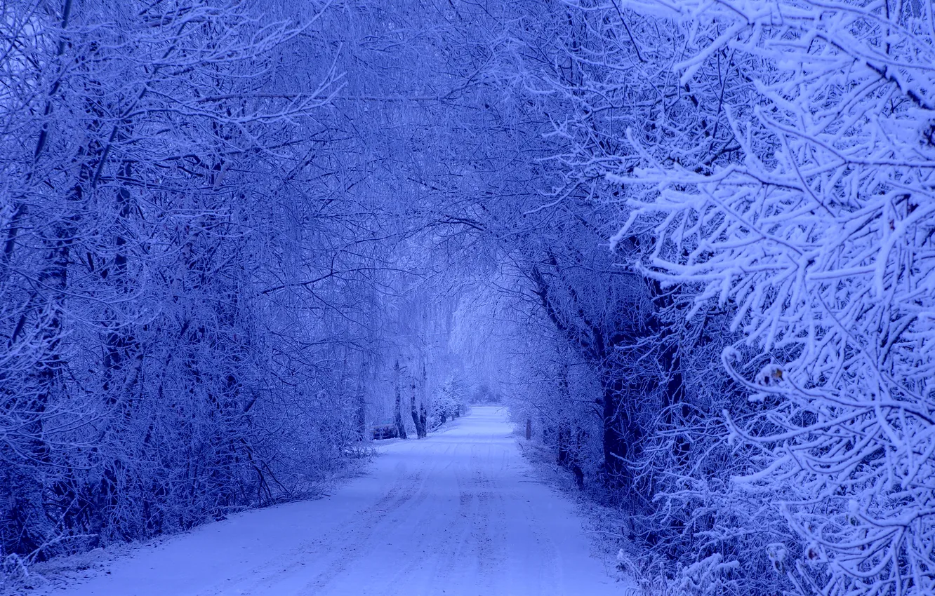 Photo wallpaper winter, frost, snow, overcast, road.