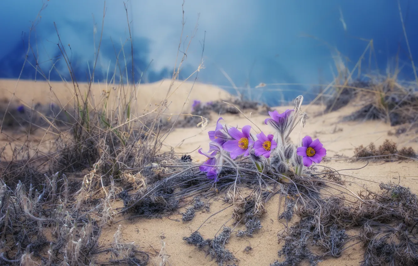 Photo wallpaper flowers, bokeh, flora, Alexey Kretov, The bullet is open, Flowers on the sand