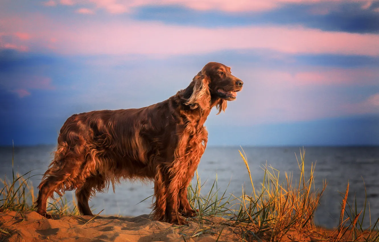 Photo wallpaper the sky, grass, clouds, dog, horizon, dog, handsome, woof-woof