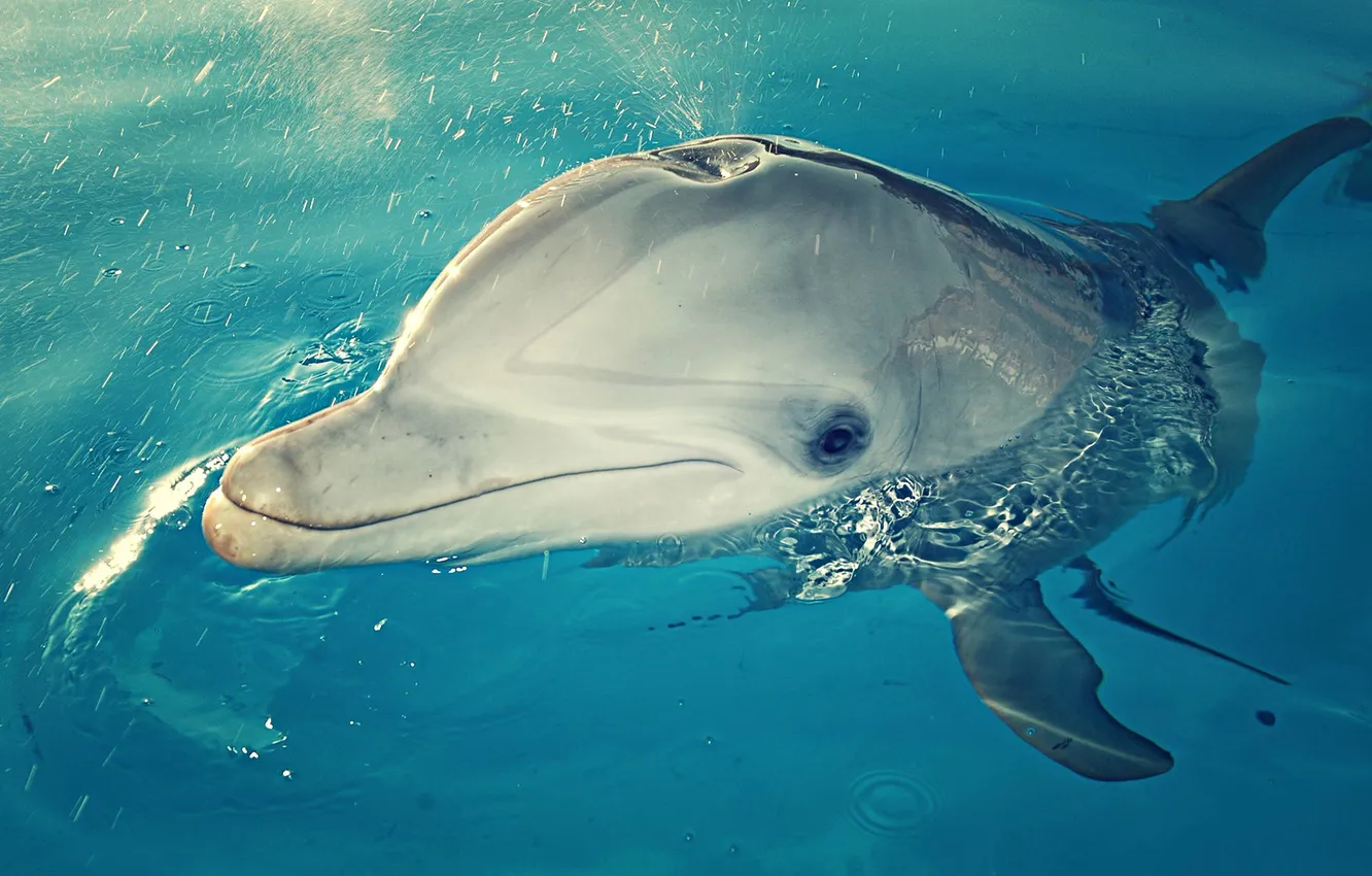 Photo wallpaper WATER, DROPS, SQUIRT, HEAD, DOLPHIN, NOSE, FINS