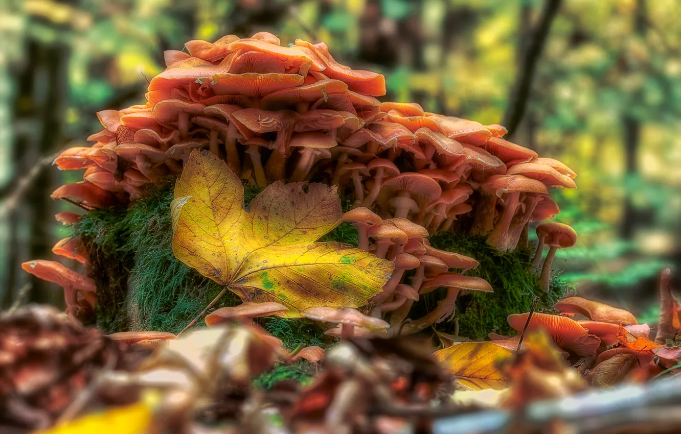 Photo wallpaper autumn, forest, leaves, macro, mushrooms