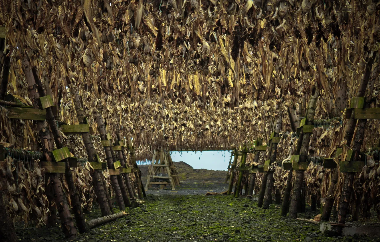 Photo wallpaper food, fish, smokehouse