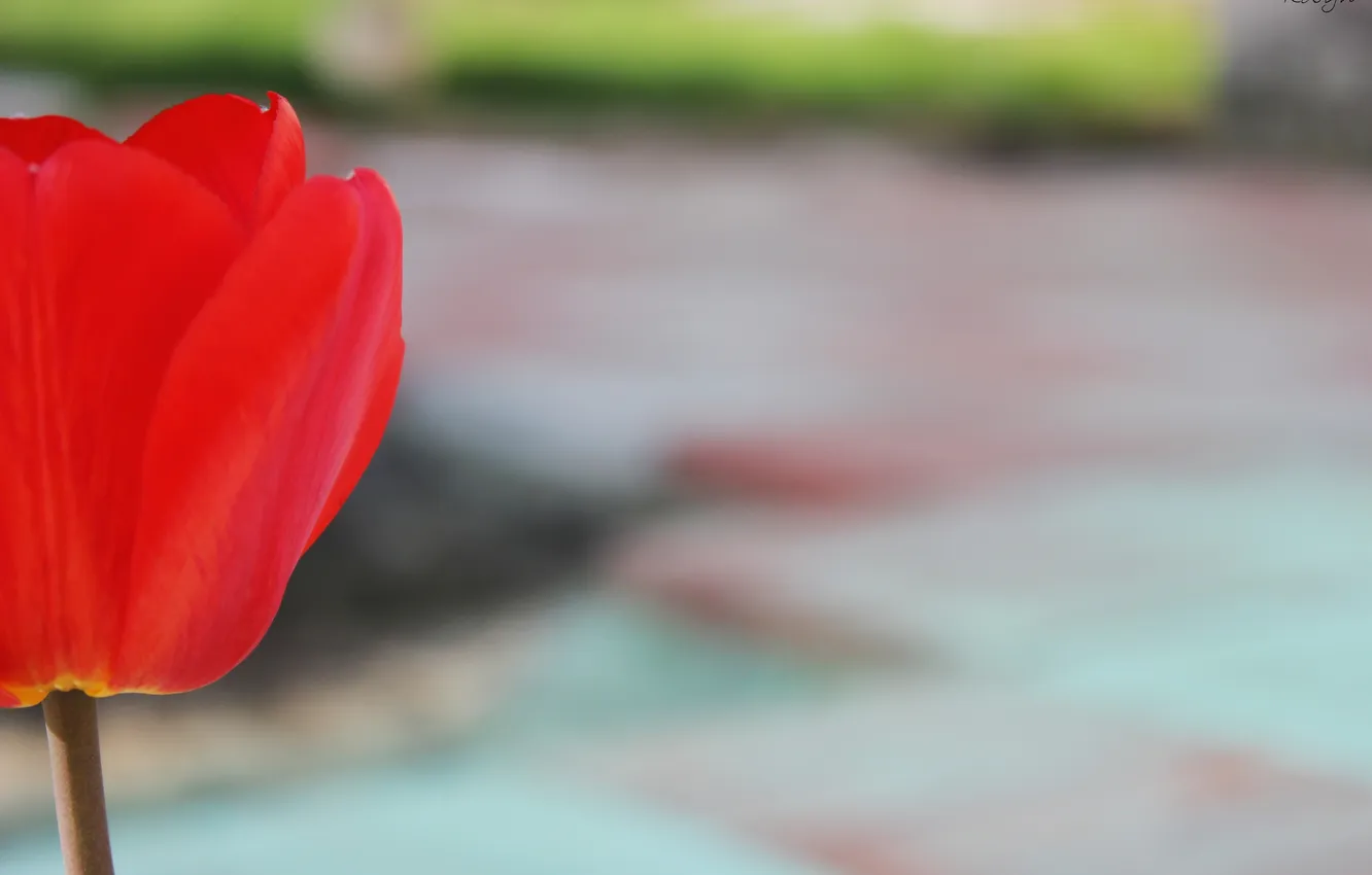 Photo wallpaper flower, red, Tulip, petals