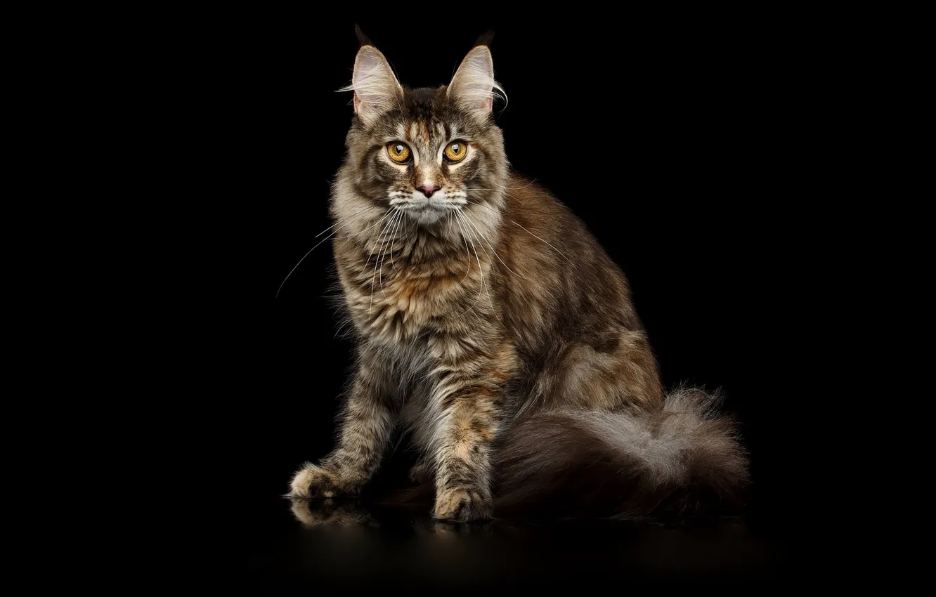 Photo wallpaper black, cat, Maine Coon