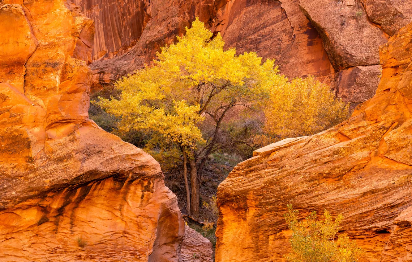 Photo wallpaper autumn, USA, USA, Utah, Autumn, Utah, Poplar, Cottonwood trees