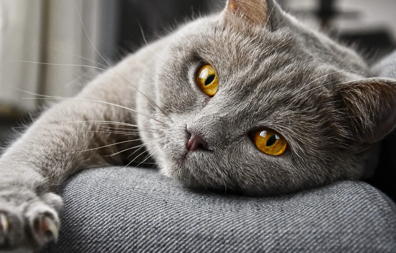 Photo wallpaper cat, cat, look, face, grey, paw, lies, British