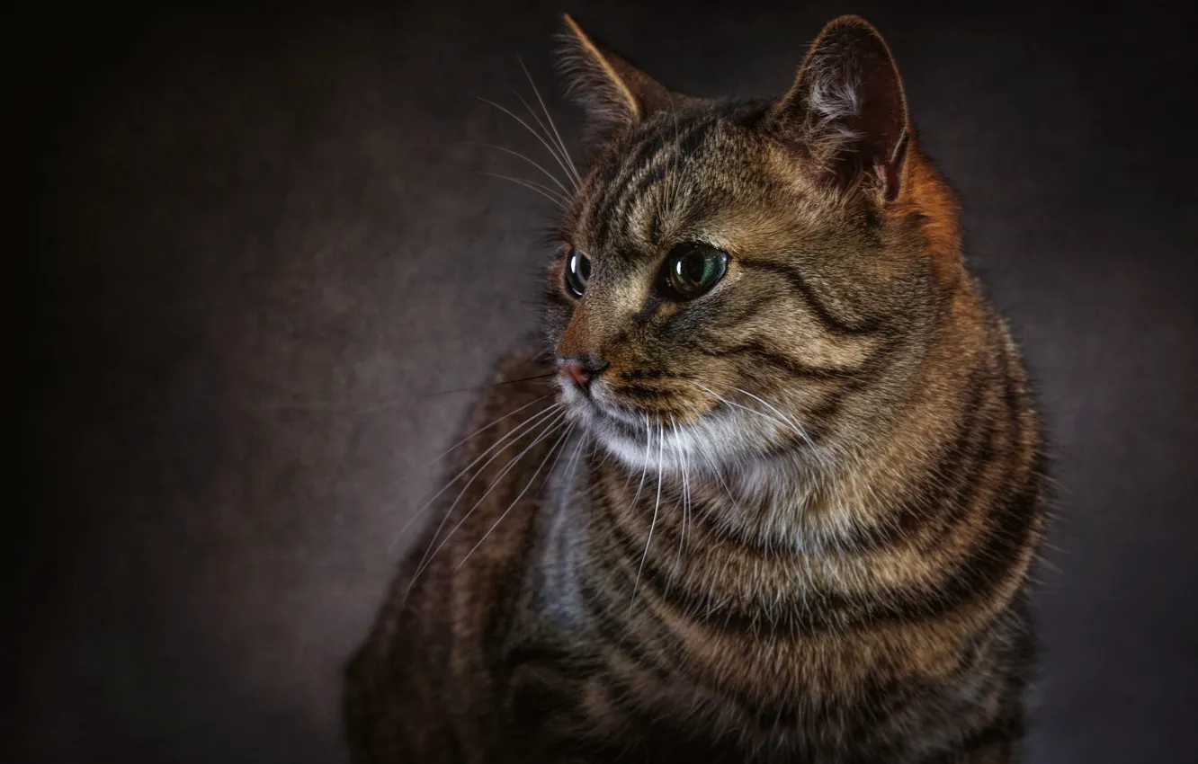 Photo wallpaper cat, eyes, cat, look, face, the dark background, grey, Shine