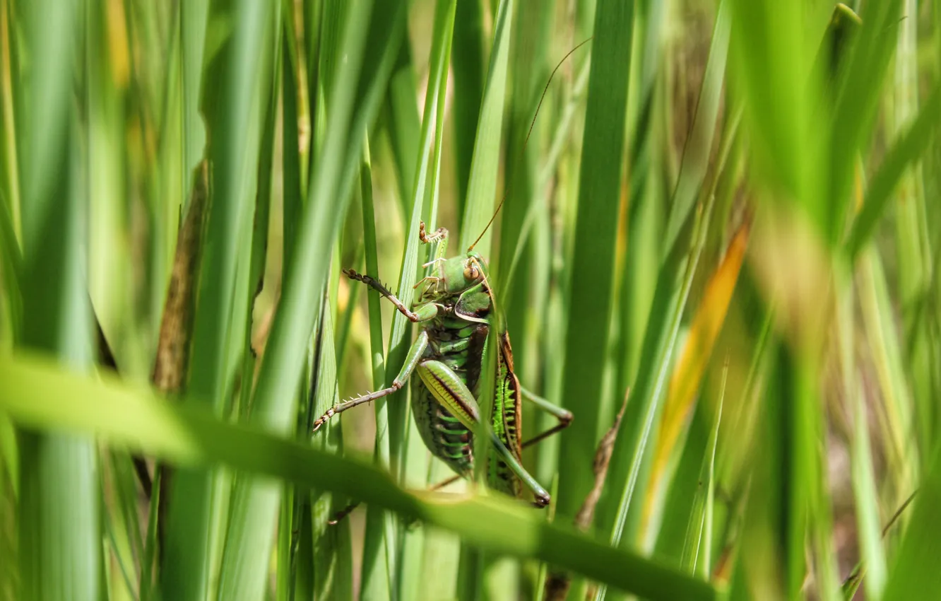 Photo wallpaper grass, green, grasshopper