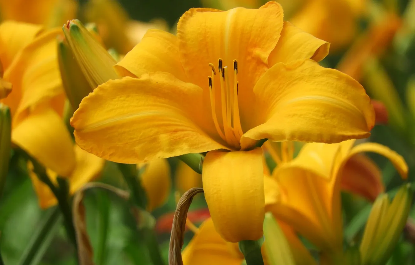Photo wallpaper flowers, yellow, Lily, buds